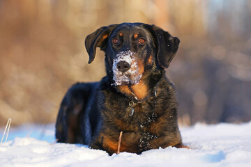 Cute harlequin Beauceron dog with a black collar and a snowy muzzle posing outdoors lying down on a snow in winter