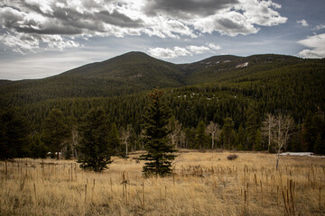 Scenic wildlife and nature in the Colorado Rocky Mountains (USA) near Evergreen on a cloudy summer day