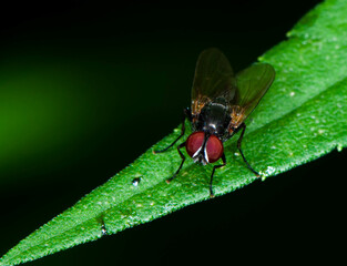 Fototapeta premium Buggy