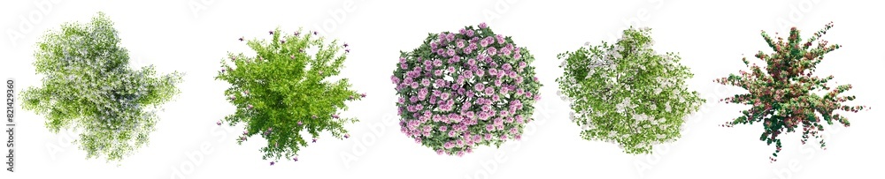 Wall mural different types of flowering garden bushes isolated on transparent background. top view. 3d render.