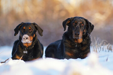 Two adorable Beauceron dogs (adult harlequin and young black and tan) with collars posing outdoors...