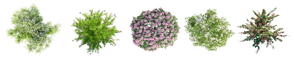 Different types of flowering garden bushes isolated on transparent background. Top view.  3D render.