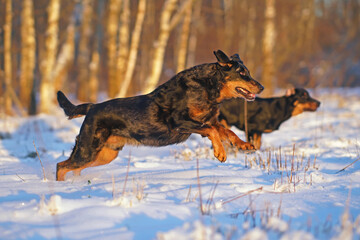 Active harlequin Beauceron dog posing outdoors running fast on a snow in winter