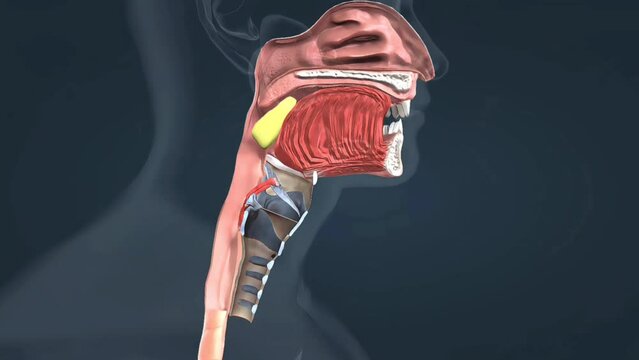 The mechanism of swallowing