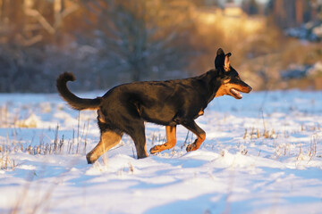 Active young black and tan Beauceron dog posing outdoors running on a snow in winter