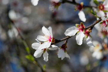 Fototapeta premium Almond blossom, Prunus dulcis, in flower