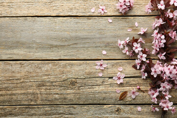 Spring branch with beautiful blossoms, petals and leaves on wooden table, top view. Space for text