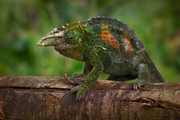 Jacksons chameleon - Trioceros jacksonii also Jacksons or Kikuyu three-horned chameleon, family...