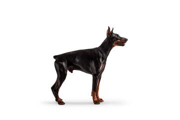 Doberman pinscher dog standing