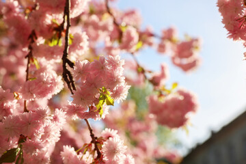 Beautiful blossoming sakura tree with pink flowers outdoors, space for text. Spring season