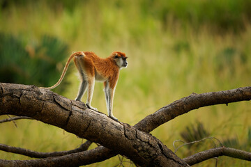 Common patas monkey - Erythrocebus patas also hussar monkey, ground-dwelling monkey distributed in the West and East Africa, stand and guard on the tree, family around feed on the ground