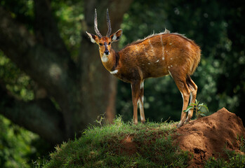 Cape bushbuck - Tragelaphus sylvaticus also imbabala, medium-sized bushland-dwelling brown antelope in sub-Saharan Africa standing on the small hill in Uganda Africa