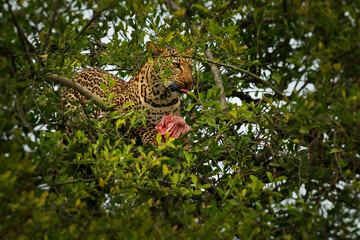 Leopard - Panthera pardus, big spotted yellow cat in Africa, genus Panthera cat family Felidae, Big cat in the green tree lying and eating hunted antelope, open red jaws with tongue and piece of meat