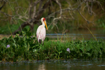 Yellow-billed Stork - Mycteria ibis also wood stork or ibis, large African wading stork in...