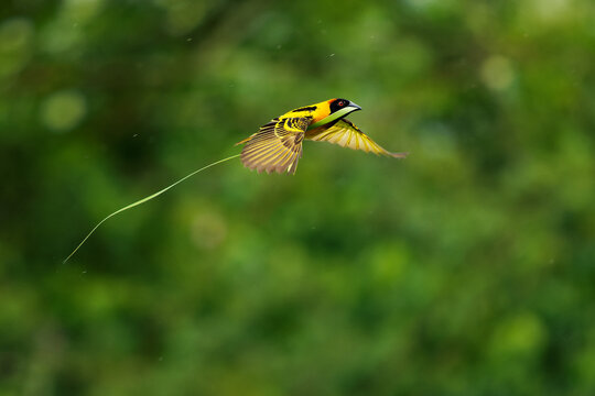 Village Weaver - Ploceus cucullatus also Spotted-backed or Black-headed weaver, yellow bird in Ploceidae found in Africa, flying with the grass for the nest construction, fast flight