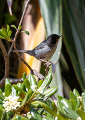 Sardinian Warbler (Sylvia melanocephala) - Commonly Found in the Mediterranean Region