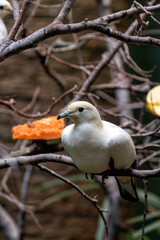 Pied Imperial Pigeon (Ducula bicolor) - Commonly Found in Southeast Asia and Northern Australia
