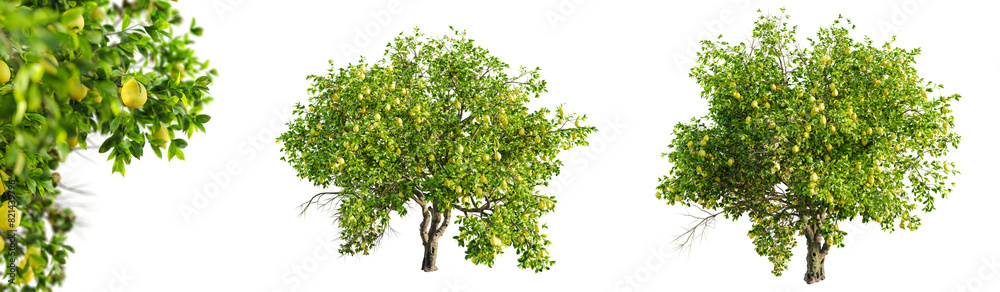Poster lemon tree isolated on transparent background and selective focus close-up. 3d render.