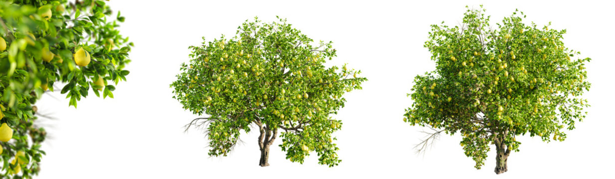 Lemon tree isolated on transparent background and selective focus close-up. 3D render.