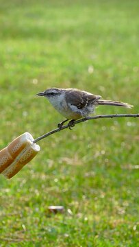 Bird of the calandria mockingbird species or Mimus saturninus perched on a branch eating a piece of bread. Full HD