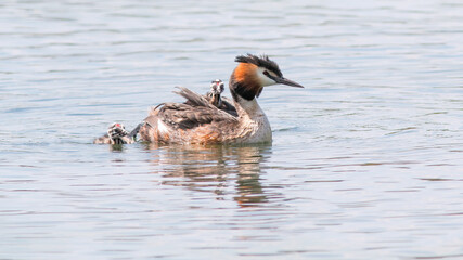 great crested grebe