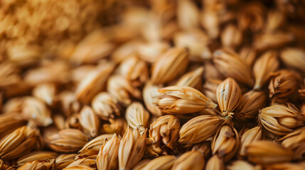 Gros plan sur du malt pour la fabrication de la bière.