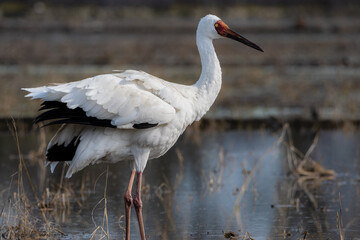white stork on the beach