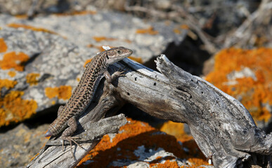 A tailless Erhard's Wall Lizard (Podarcis erhardii), shot on the Greek island of Santorini.