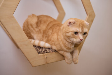 Felidae scratching wood wall, carnivore pet supply with whiskers and snout