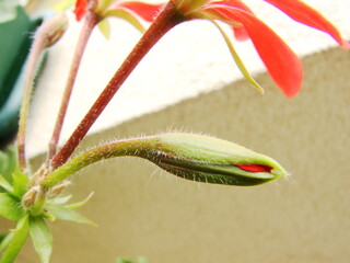 Pelargonie - kwiaty doniczkowe i ogrodowe © tomo81
