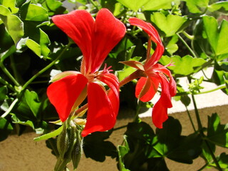 Pelargonie - kwiaty doniczkowe i ogrodowe © tomo81