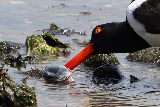 An oystercatcher feeding in New York Harbor at low tide..