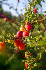 Ripe cherry plum berries in the garden on a tree. Growing cherry plums in a orchard..