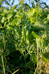 Sugar peas with flowers and pods in the vegetable garden over blurry background..
