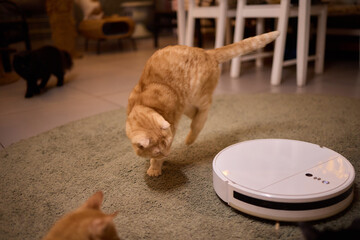 Cat on robot vacuum, surrounded by animal and home keywords