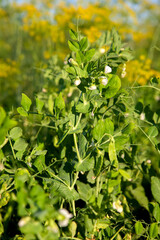 Flowers of pea with pods in the vegetable garden over blurry background..