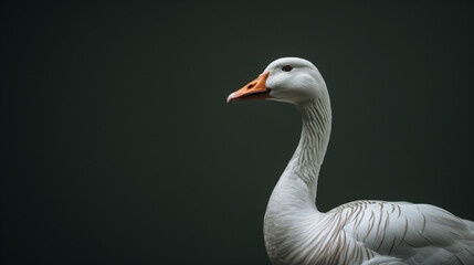 White Goose With Long Neck and Orange Beak