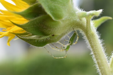 Close-up of a spider on a Sunflower
