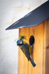 Mesange Bleu © Steph@neH Pictures