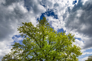 A lush green tree with a dense canopy of leaves stands against a backdrop of a blue sky with scattered clouds, creating a striking contrast and depth of field.