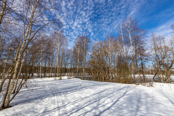 A serene winter scene with a grove of bare birch trees casting shadows on the snow-covered ground, a frozen pond in the background, and a blue sky with white clouds.