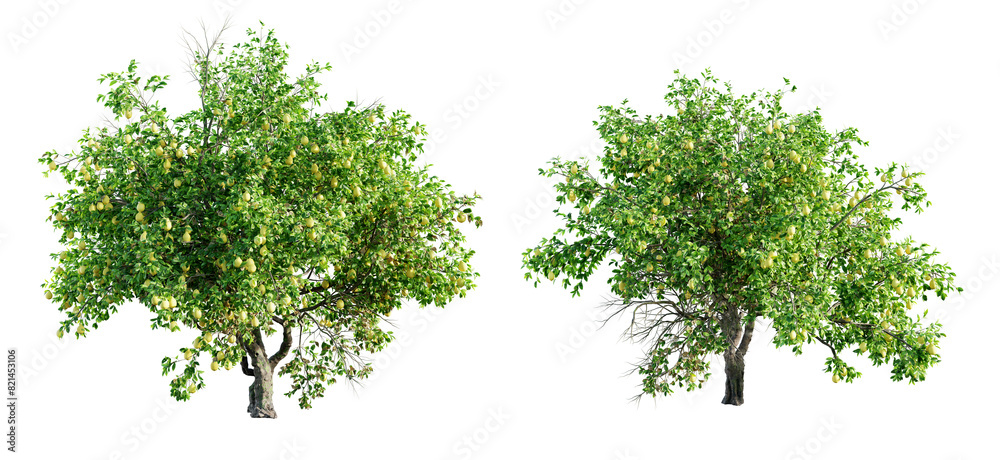 Wall mural lemon tree isolated on transparent background. 3d render.