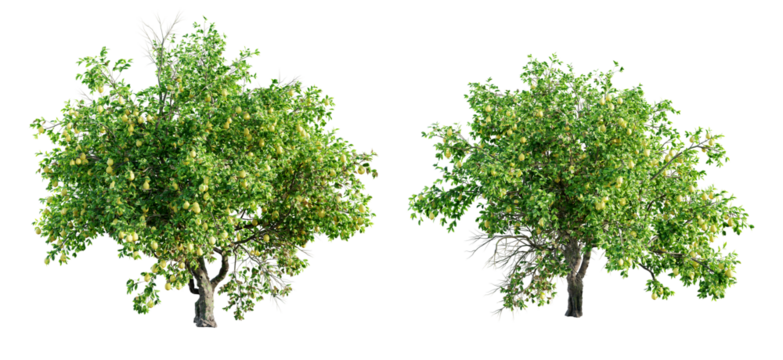 Lemon tree isolated on transparent background. 3D render.