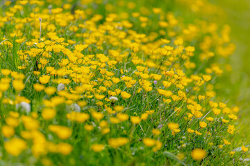 Selective focus of small tiny yellow flowers, Wild buttercup with green grass meadow, Ranunculus bulbosus is a perennial flowering plant in the buttercup family Ranunculaceae, Nature floral background