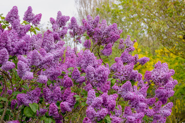 Selective focus of branches of purple flowers in the garden, Common Lilac with green leaves, Syringa vulgaris is a mainstay of the spring landscape in northern and colder climates, Nature background. 