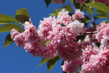 Sweden. The cherry blossom, or sakura, is the flower of trees in Prunus subgenus Cerasus. 