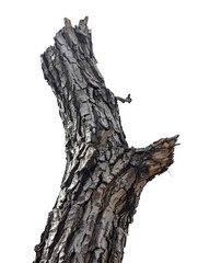 Fototapeta premium Bark tree texture isolated on transparent background