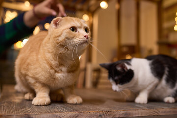 Fawn Felidae cat, with whiskers and collar, eats treat from hand