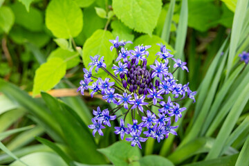 Beautifully blooming Scilla Peruviana flowers in the spring garden.