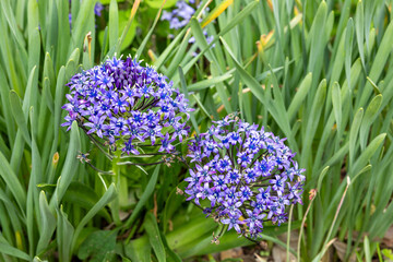 Beautifully blooming Scilla Peruviana flowers in the spring garden.